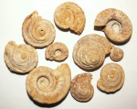 Omphalotrochus canaliculatus