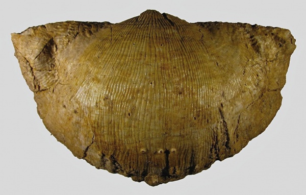 Gigantoproductus, нижний карбон, Productida, Gigantoproductus varians