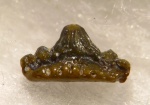 Deihim sp.