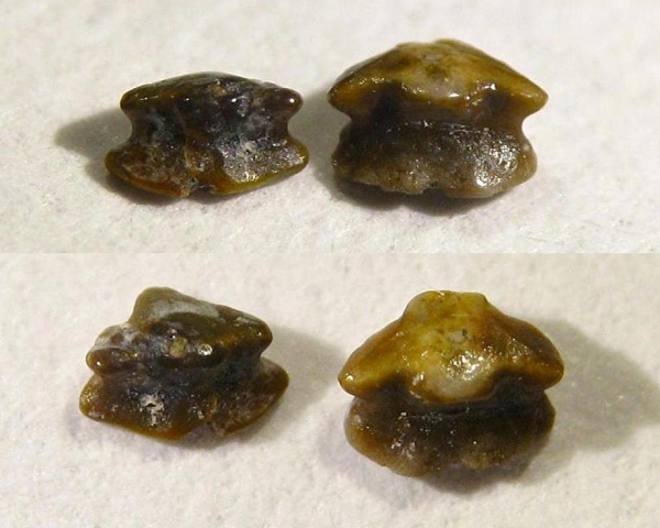 Euselachii, Neoselachii, Cooleyella, Anachronistidae