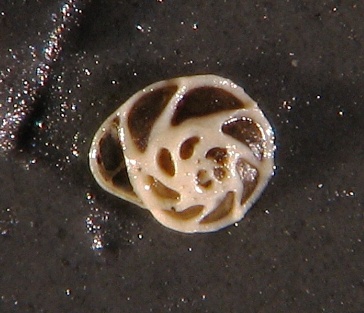 Epistomina