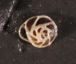 Фораминифера Epistomina sp.