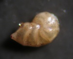 Lenticulina sp.