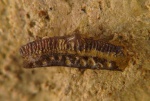 ? "Orodus" catenatus Davis, 1883