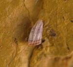 Petrodus