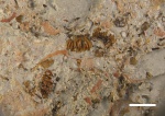 З чешуйки Ctenacanthiformes