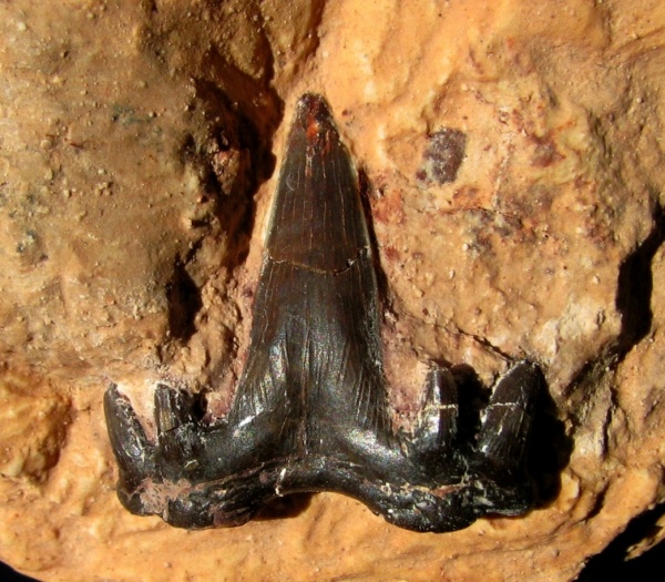 Glikmanius, Ctenacanthiformes, Glikmanius occidentalis