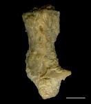 Базис Goniocladia subpulchra