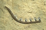Harpacanthus cf. major TRAQUAIR, 1894