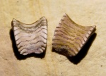 Solenodus crenulatus Trd.