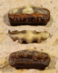 Arpagodus sp.