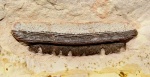 Polyrhizodus longus Trd.