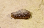 Oxytomodus sp.