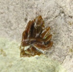 Harpacodus sp.