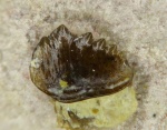 Petalodontiformes fam. et gen. indet 2