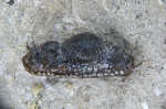 Mesodmodus sp.