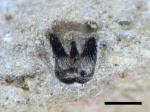 Bransonella lingulata