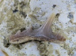 Synechodus sp.