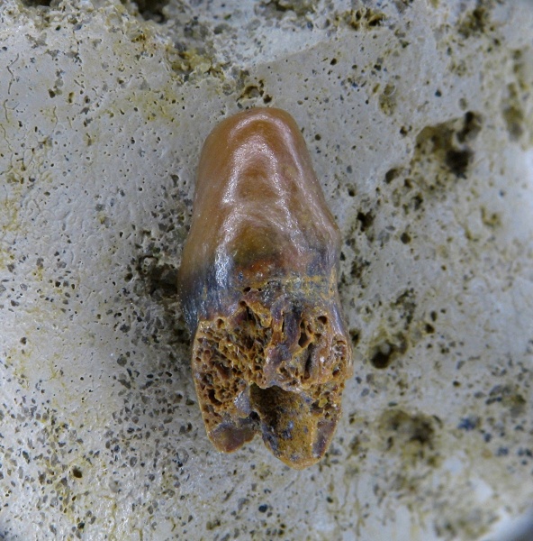 Pycnodontiformes