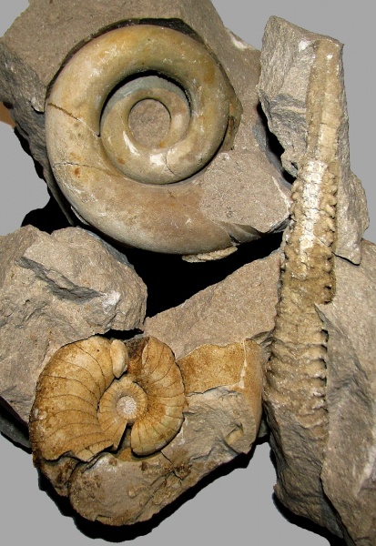 нижний карбон, Lophoceras, Straparollus, Actinocerida, Nautilida, визейский ярус, Берники