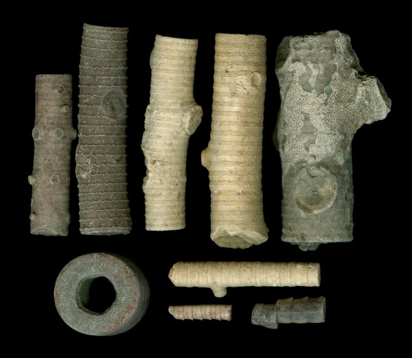 стешевский горизонт, Unilineatocrinus, Rhabdocrinus
