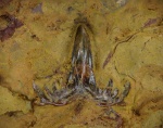 Glikmanius sp.
