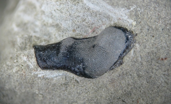 Poecilodus