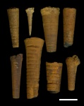 Orthoceras (Dolorthoceras)