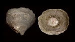 Dibunophyllum bipartitum (McCoy, 1849)