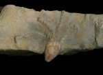 Hydriocrinus pusillus Trd.