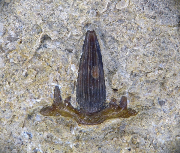 Stethacanthus, Symmoriiformes, Symmoriidae