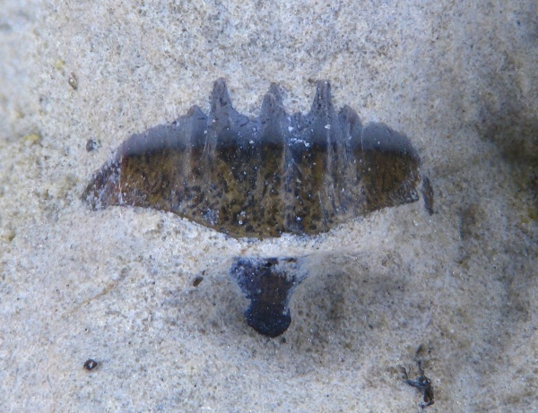 Petalodontiformes, Pristodus
