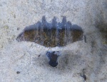 Pristodus sp.