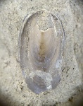 Lingula sp.