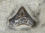 Helodus sp.
