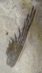 Listracanthus sp.