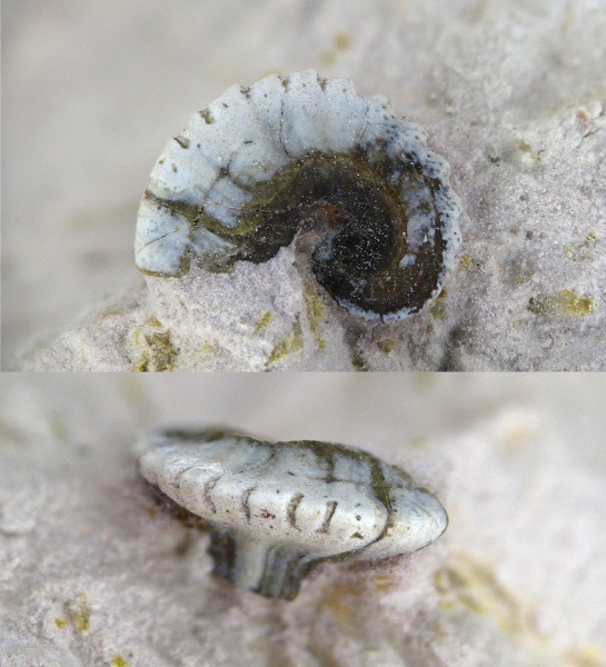 Deltodus, Cochliodontiformes, Deltodus circinans