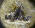 Cladodus marginatus Agassiz, 1843