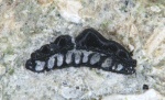 Cristatodens sp.