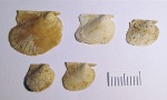 Правые створки Oxytoma inaequivalvis