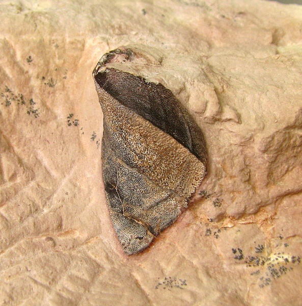 Platyxystrodus