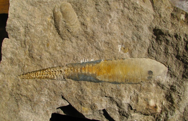 Allorisma, Loxoceras, Actinocerida