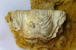 Leptagonia distorta с корневым диском лилии