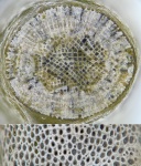 Rhomboporella sp.