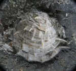 Cancrinella cancriniformis