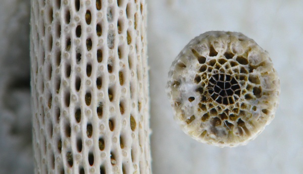 Muromipora, Ascoporinae, Rhabdomesidae