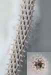 Pseudorhabdomeson sp. Pseudorhabdomeson sp.