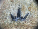 Heslerodus sp.