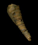 Cornuella ornata (Eichwald, 1840)