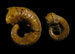Stroboceras sp.